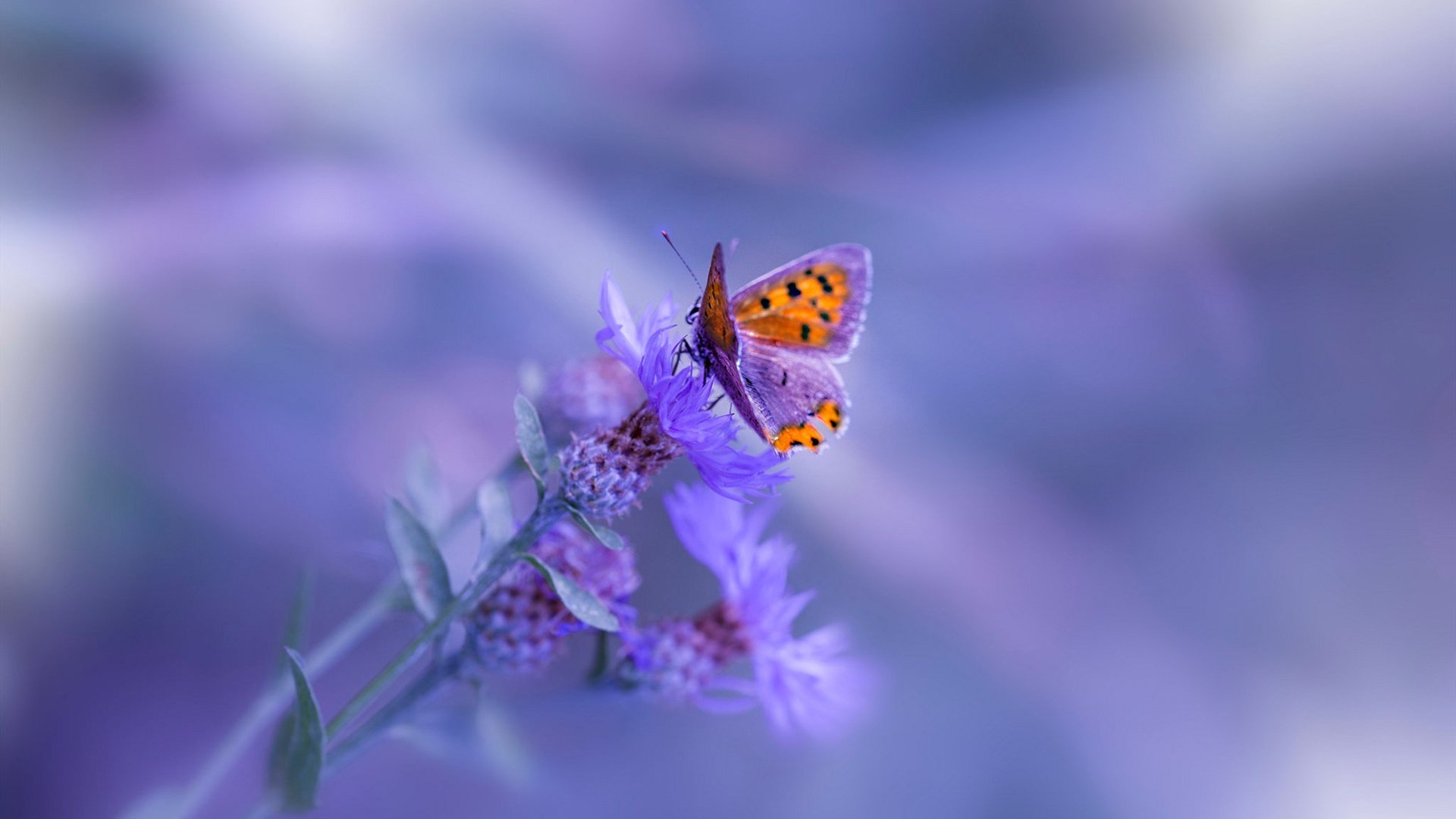 爱游戏在线登录入口-APEX英雄 青训体系助力新星成长，apex英雄训练营怎么过