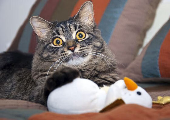 爱游戏ayx官网-《电竞内容创作：视频、直播、短片的多维度发展》，电竞视频制作