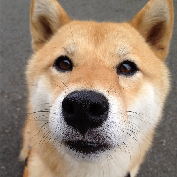 从沙尘到冰雪：WRC面对极端环境的策略