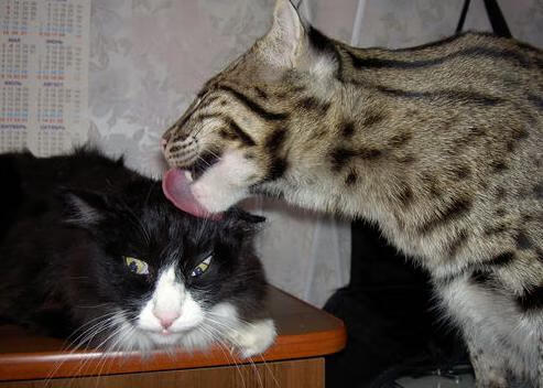 爱游戏 电竞-北京青少年篮球训练营吸引数百名学生参与，2021北京青少年篮球俱乐部